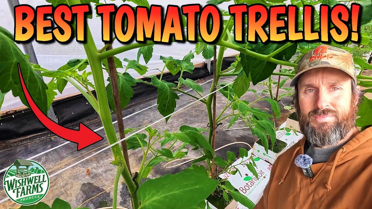 TRELLIS Tomatoes Like a Pro Using the FLORIDA WEAVE!