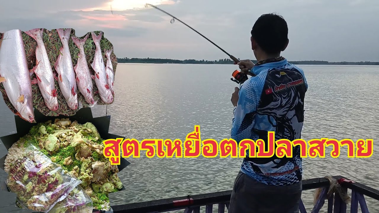 ตกปลาสวายเขื่อนลำปาวพร้อมวิธีทำเหยื่อตกปลาสวาย ใช้ได้กับทุกหมาย