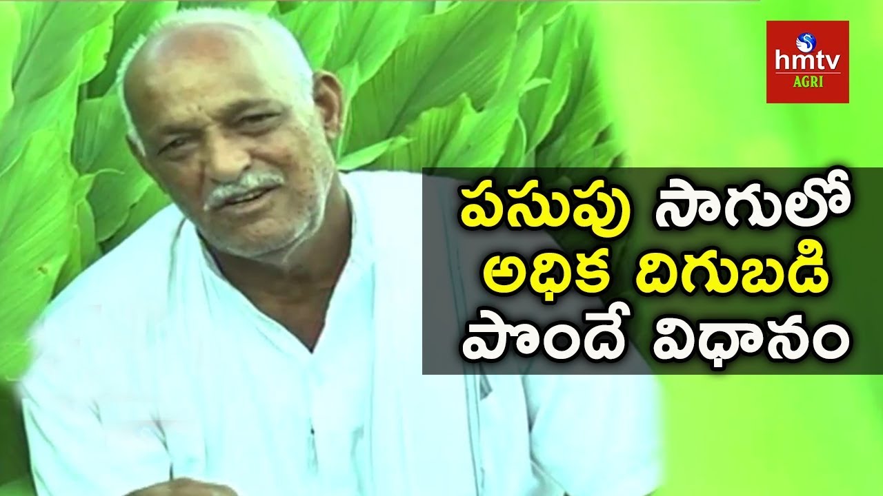How to increase yield in Turmeric Cultivation | Ankapur Farmers Sucess Story | hmtv Agri
