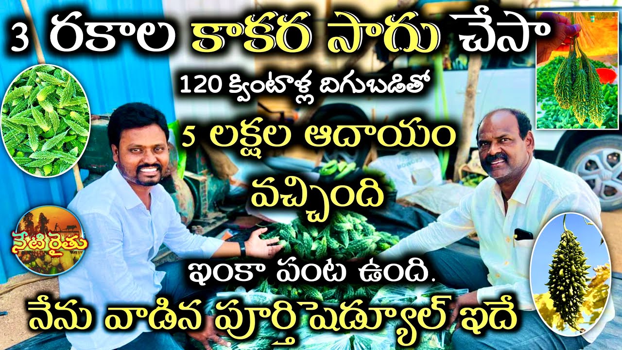 కాకర సాగు -రైతు అనుభవం #bittergourd #farming #agriculture #vegetablefarming #gourds #kaakarasaagu