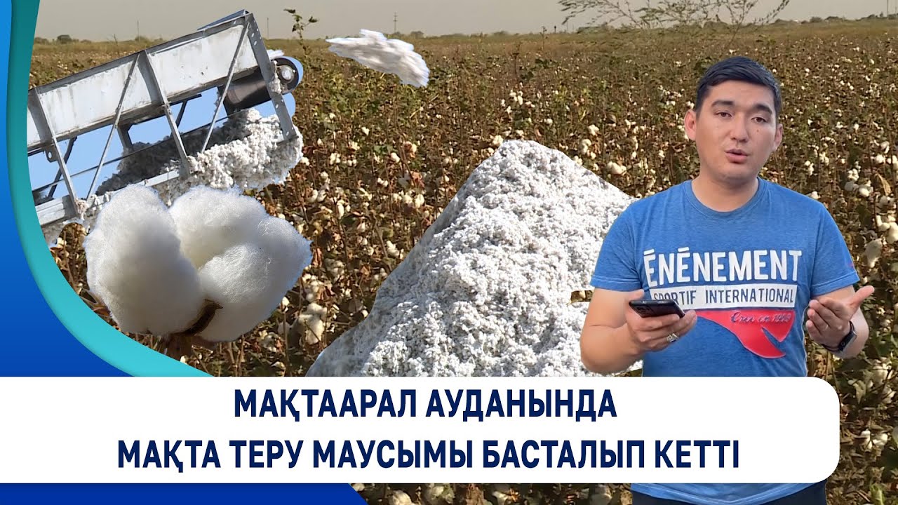 Мақтаарал ауданында мақта теру маусымы басталып кетті