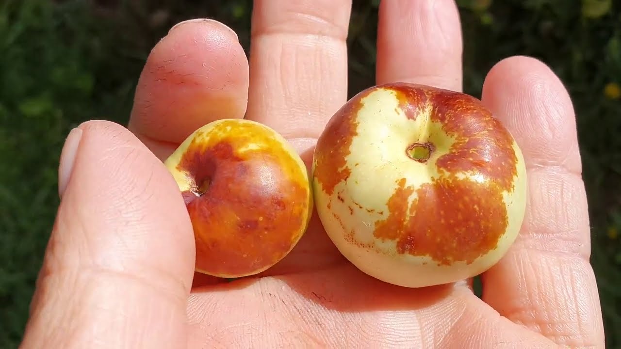 Jujube Are Ready On Chico Tree - Largest Fruit In Six Yrs
