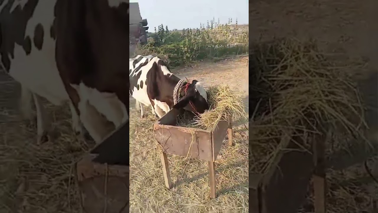 #animals