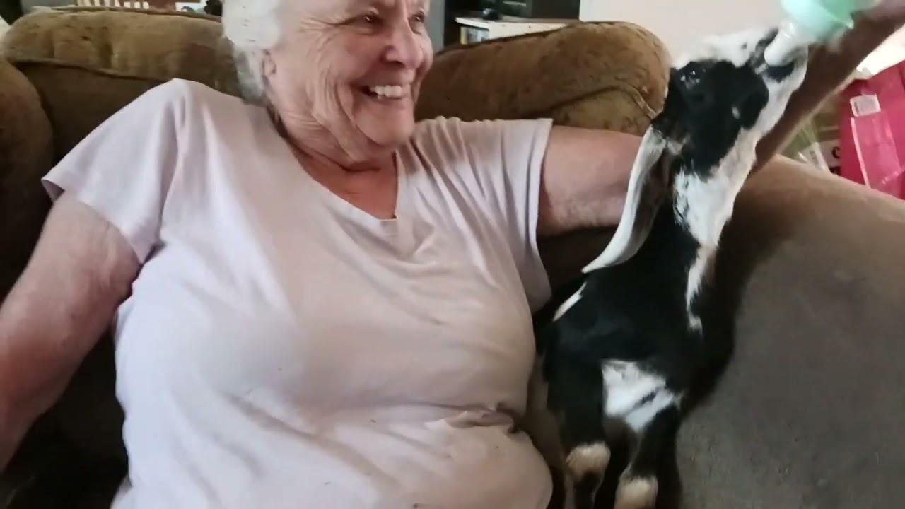Bottle feeding a baby goat (Ghost)