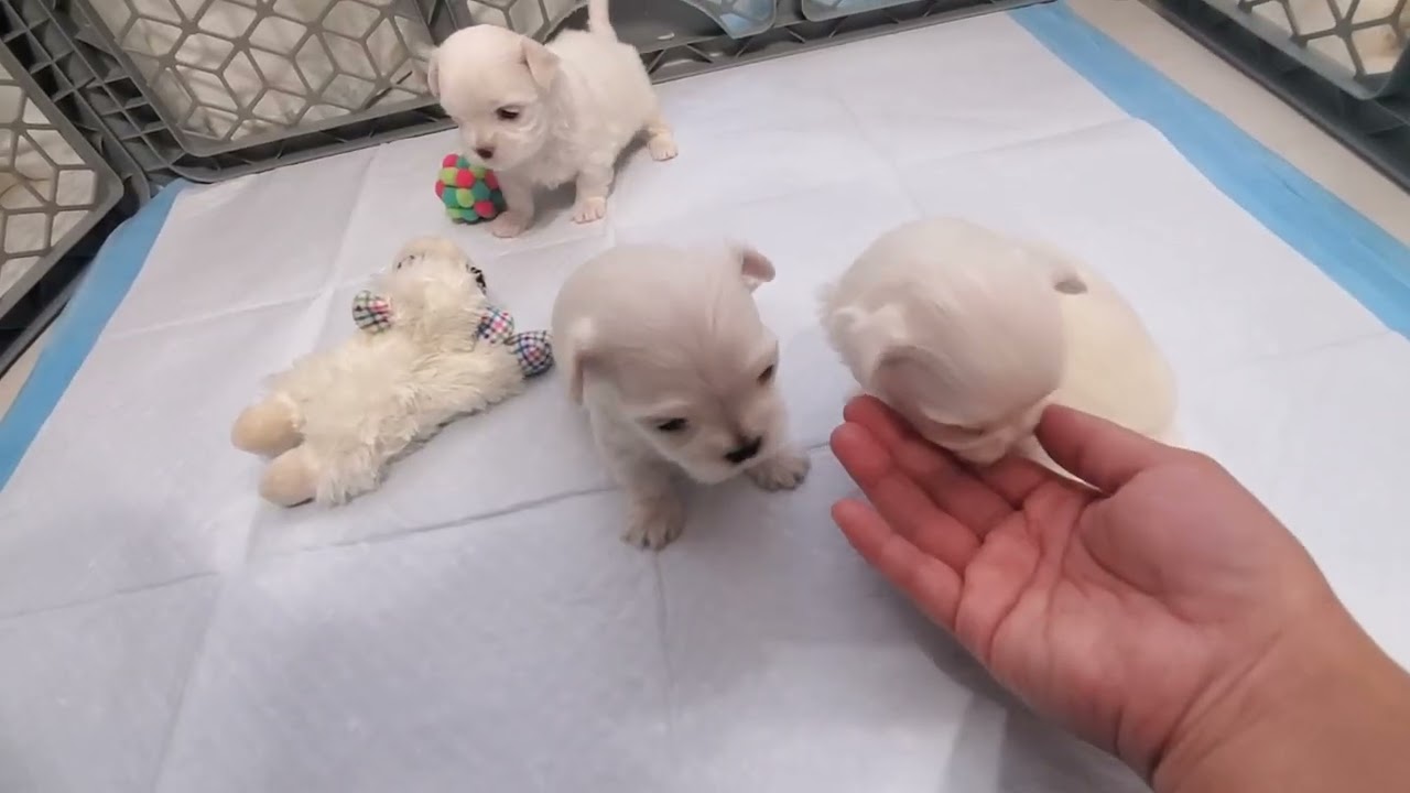 5/22/25 Litter - Play time