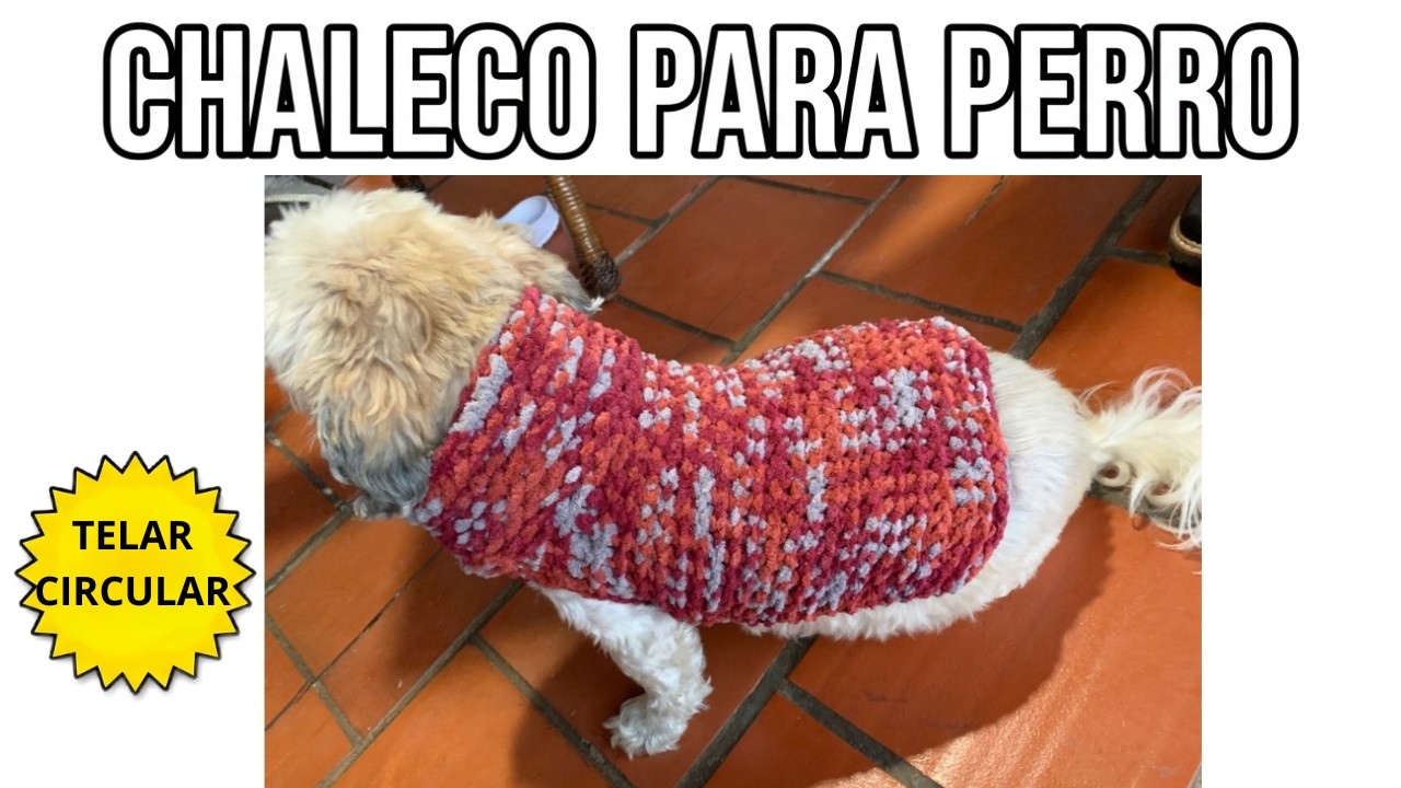 Como Tejer un CHALECO PARA TU PERRO en Telar Circular - SWEATER FACIL para mascotas