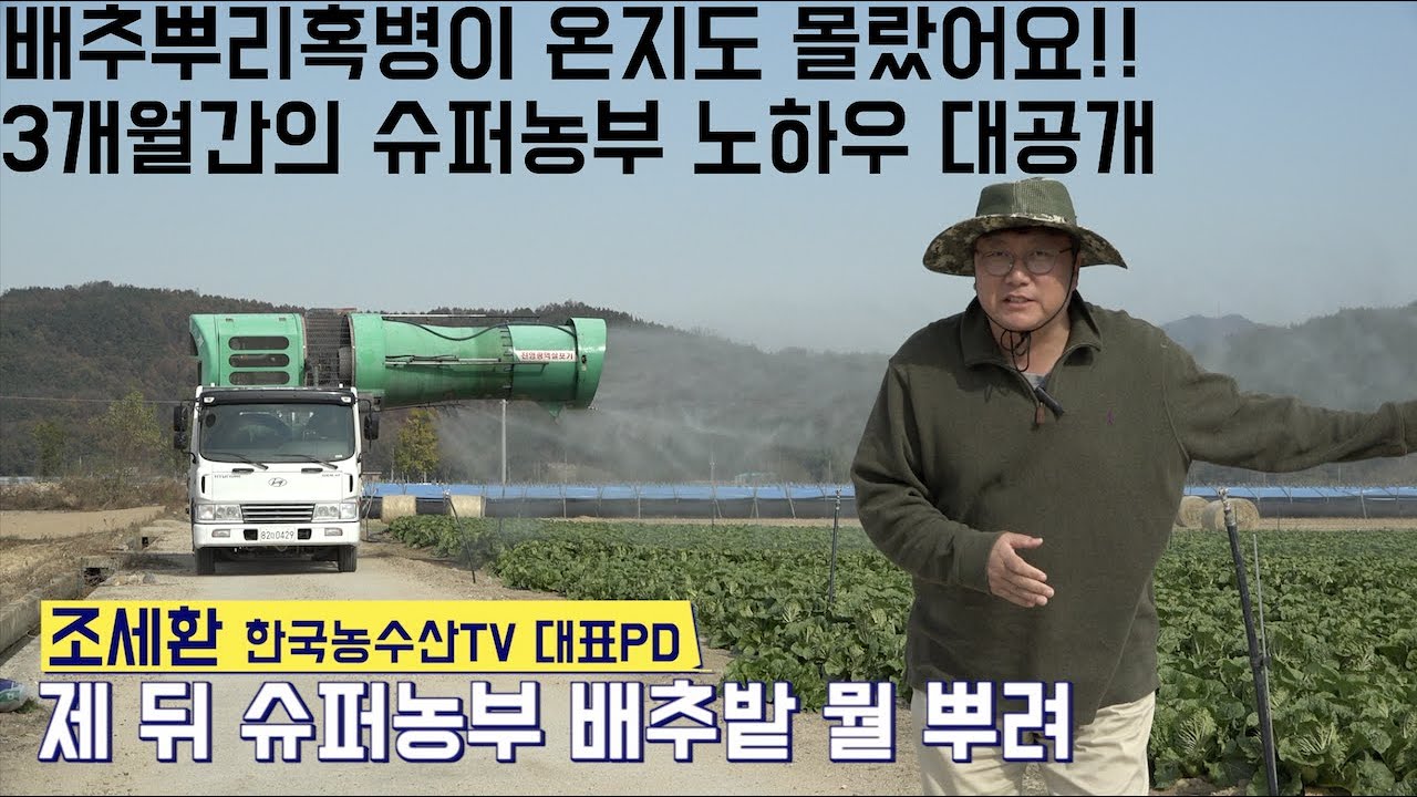 [한국농수산TV] 슈퍼농부의 배추다큐~ 배추뿌리혹병이 온 지도 모르고 100% 수확하는 농사비법 전과정 공개!