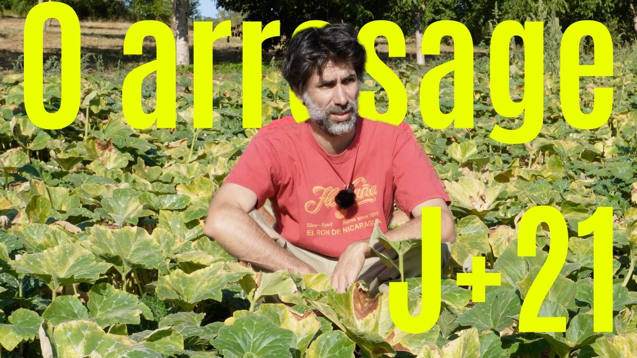 3 heatwaves, 0 watering: the verdict on my crops
