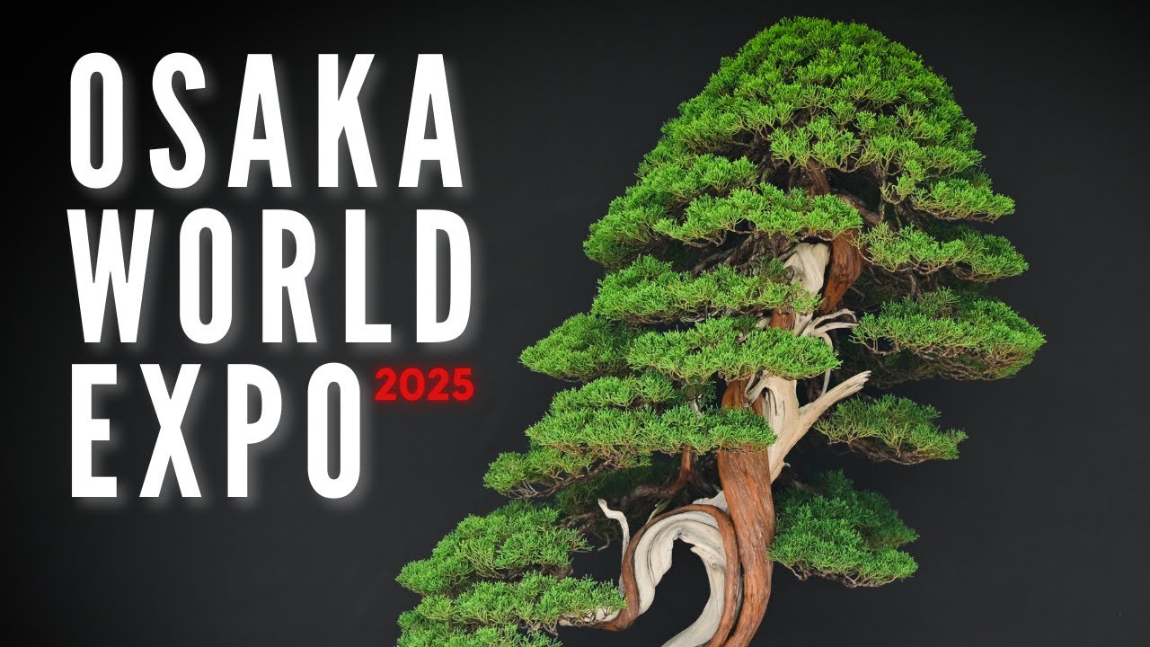 Корни в ритме: где встречаются бонсай и джаз | Osaka World Expo 2025