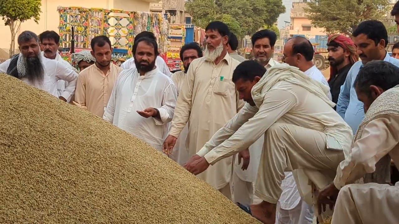 Munji Rate Today ll (اری)(1509) Rate update 