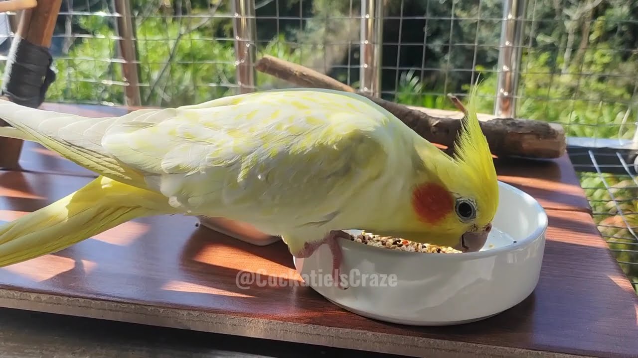 Adorable Cockatiels Cute Moments 😍