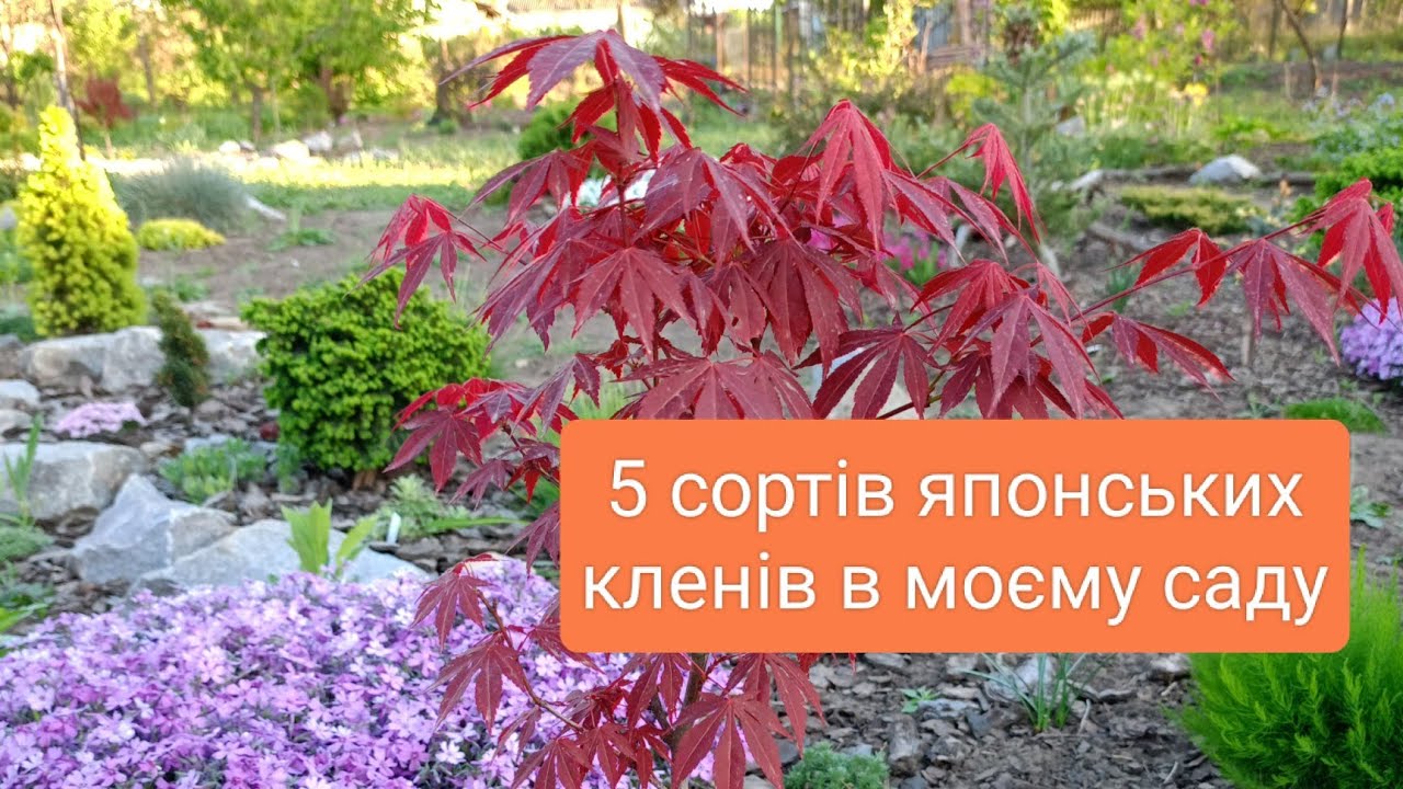 Спроби виростити японські клени на Харківщині.