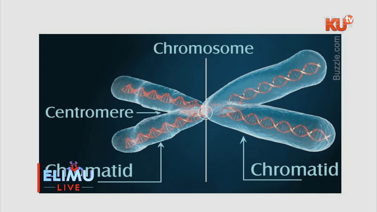 BIOLOGY, FORM 4 . TOPIC : GENETICS . TR.  MARGRET GITAU.