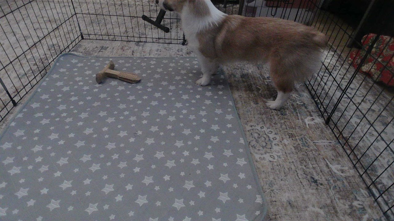 live relaxing corgi puppy play stream