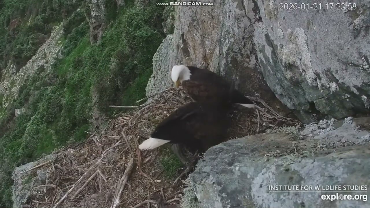 Bielik amerykański, West End Bald Eagle Catalina USA -  obca para z wizytą w gnieździe 2026 01 21