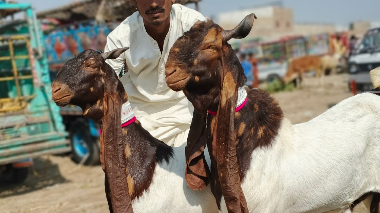Hyderabad bakra mandi today 29-10-2026 #mandivlog #bypassmandi #goatprice