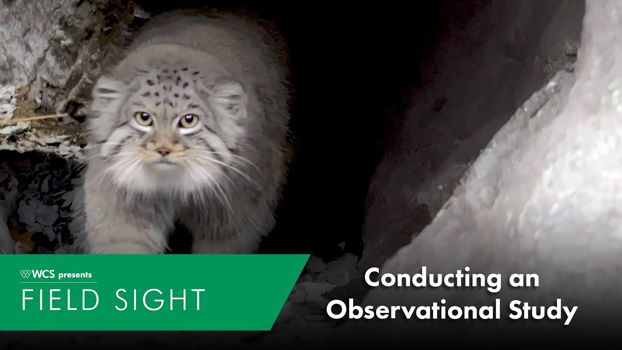 Conducting an Observational Study