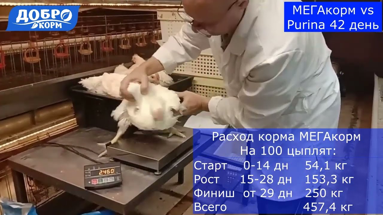 Мегакорм vs Purina