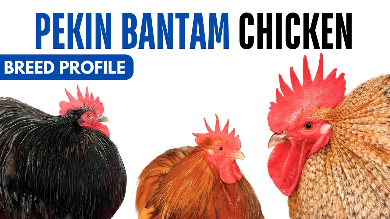 Pekin Bantam Chicken Breed Profile History Health Issues - Pekin Bantam Chicken Egg Ratio Lifespan