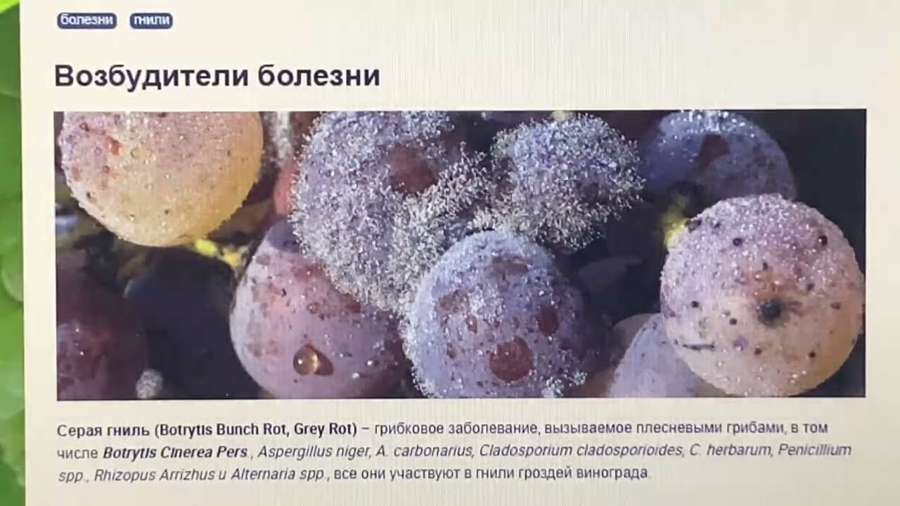 Гнили на винограде, серая, белая, черная, чем отличаются, какой наносят вред, меры борьбы