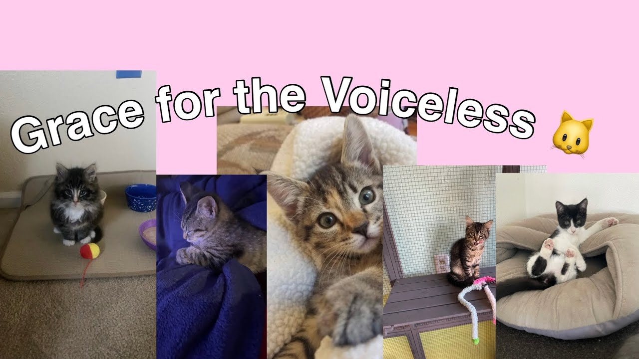 What is grace for the Voiceless