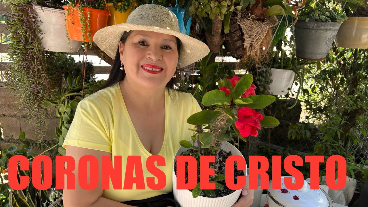 5 CONSEJOS PARA CUIDAR TUS CORONAS DE CRISTO