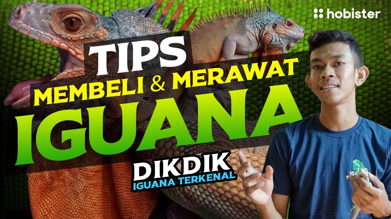 TIPS MEMBELI DAN MERAWAT IGUANA