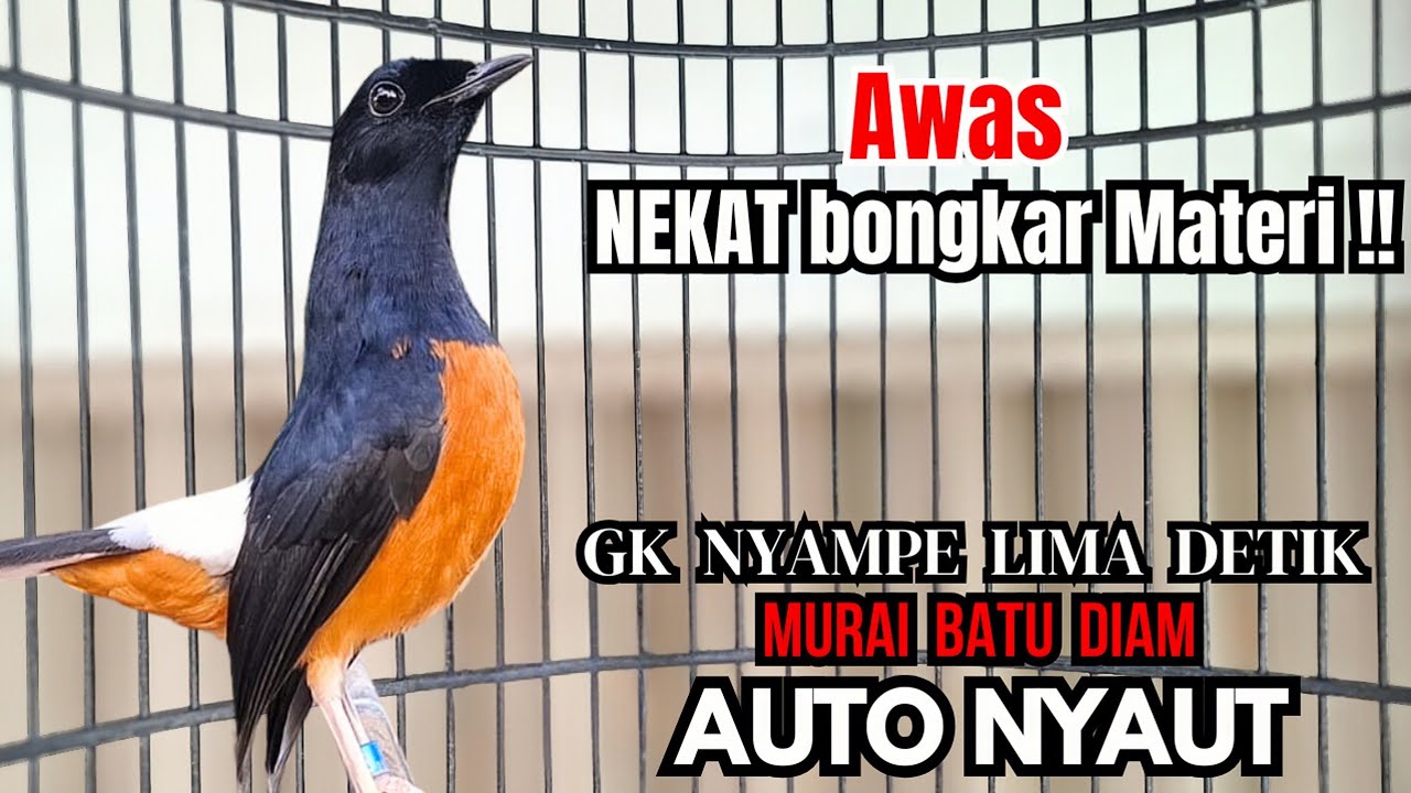 murai batu GACOR FIGHTER ampuh buat PANCINGAN murai lain biar bunyi JADIKAN burung murai NYAMBER