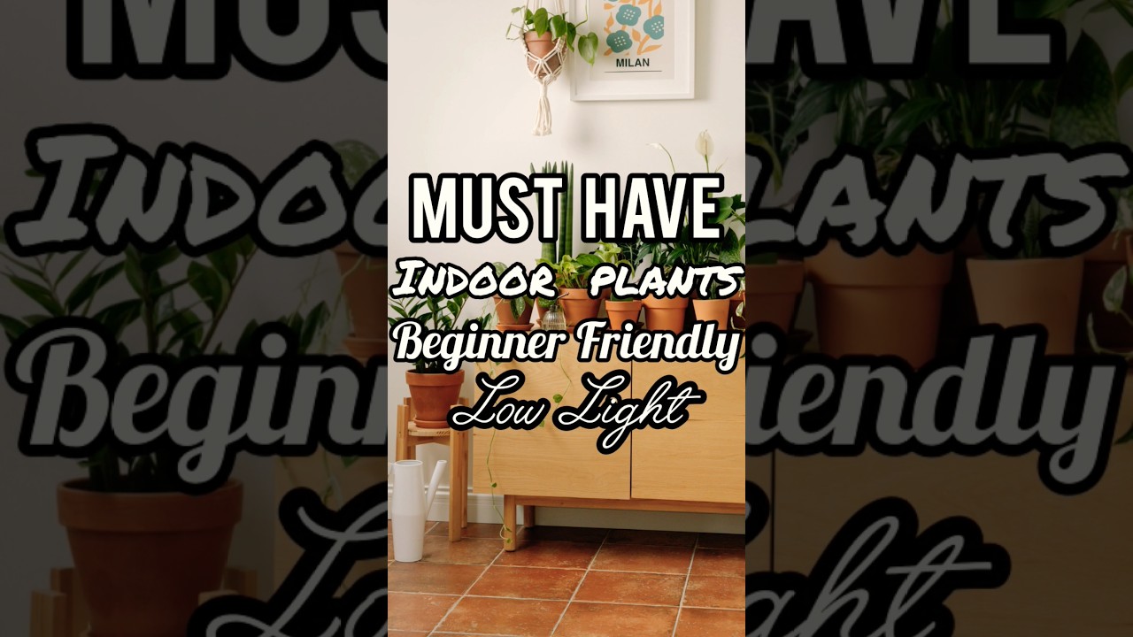 Top Beginner friendly easy to grow indoor plants for home | Easy to grow plants 