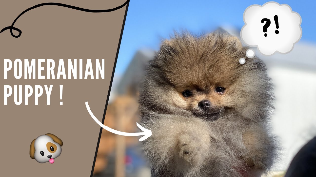 ON ADOPTE UN CHIOT POMERANIAN!  😍