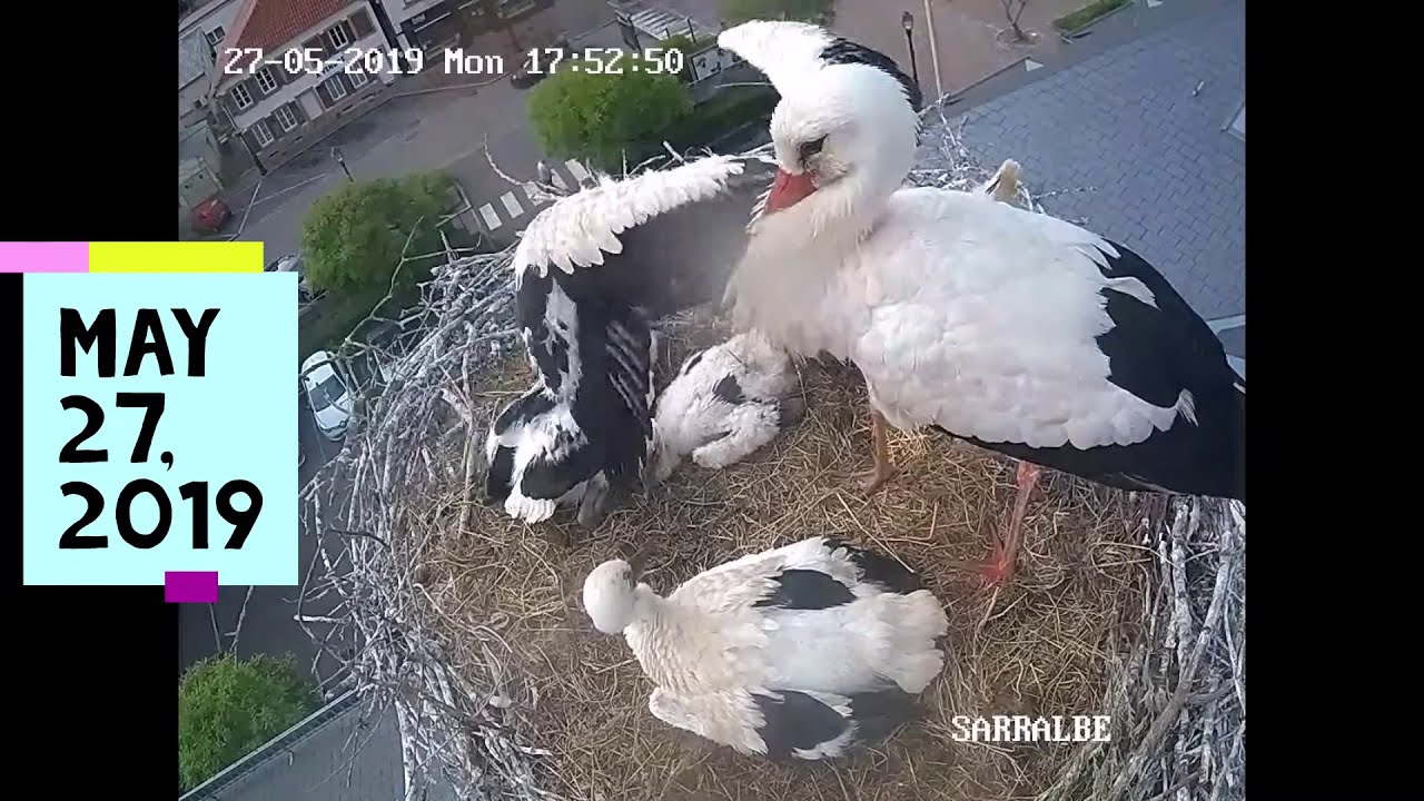 White Storks in Sarralbe (2019) - from mid-May to mid-June