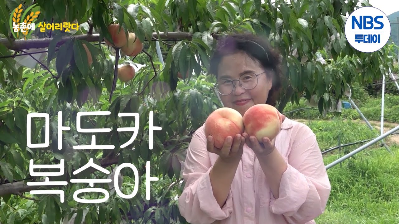 [농촌에 살어리랏다] 명품 복숭아로 귀농 성공한 김복자 대표