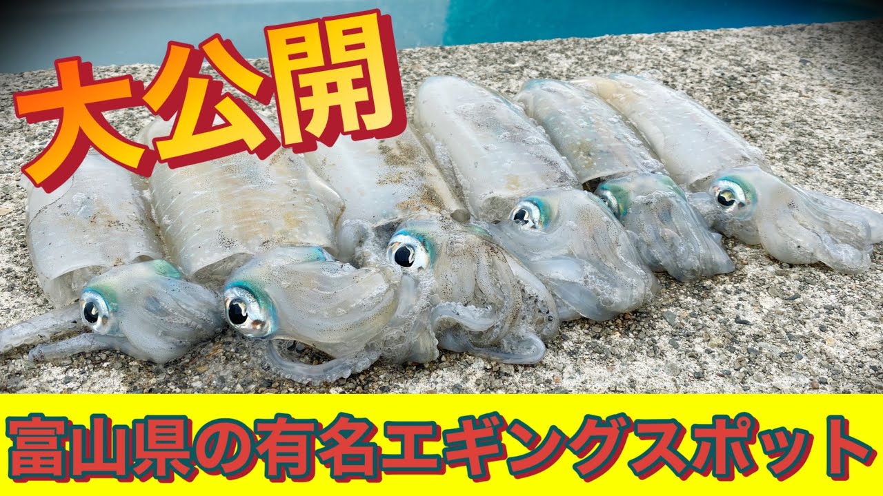 【エギング】富山でのエギングはここでしょ！！！