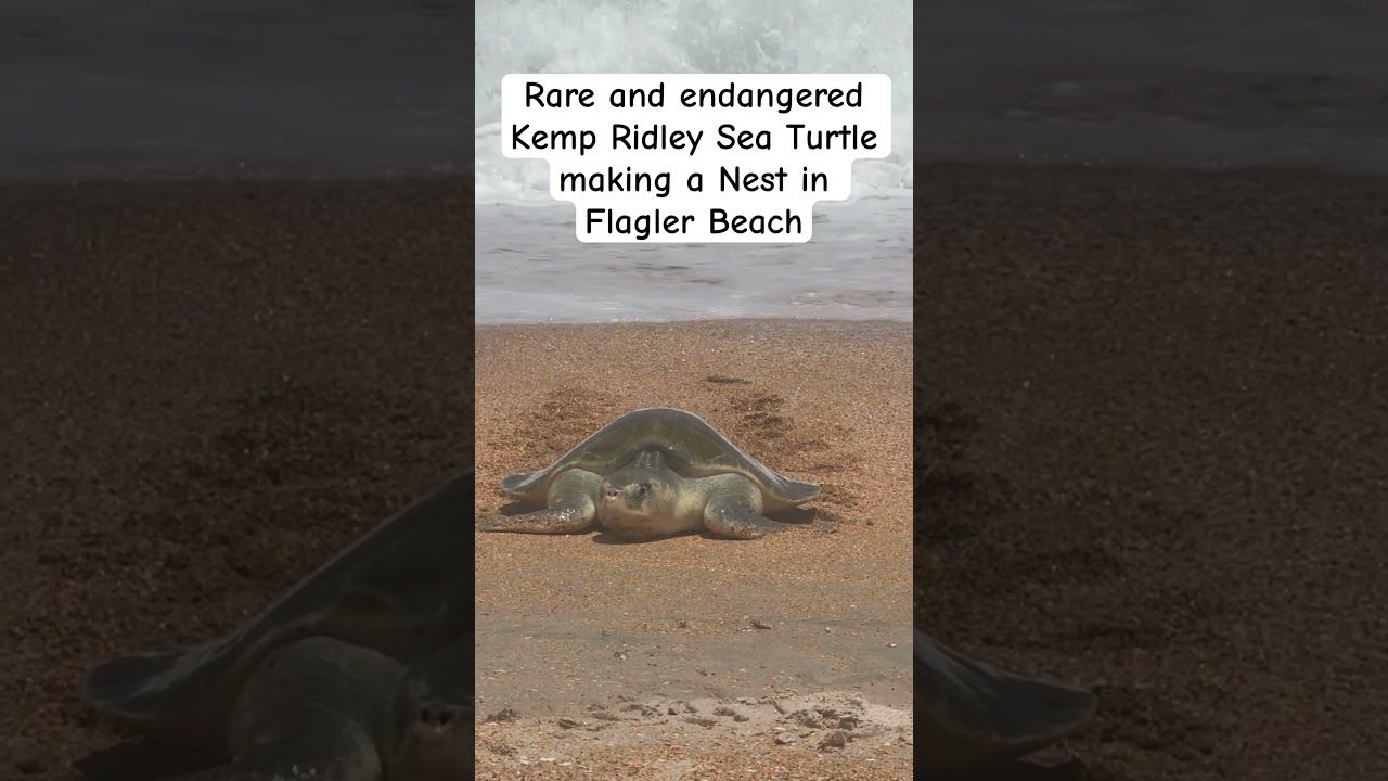 Kemps Ridley sea turtle spotted nesting in Varn Park, Flagler Beach #flaglerbeach #seaturtles