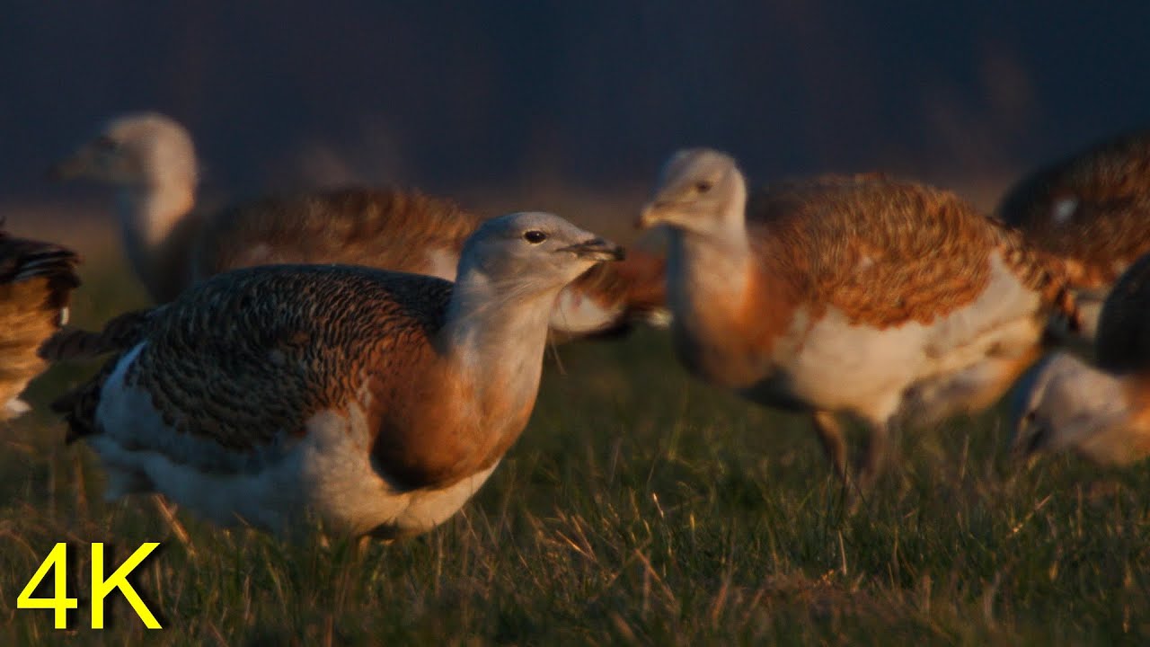 Großtrappe -  Great Bustard