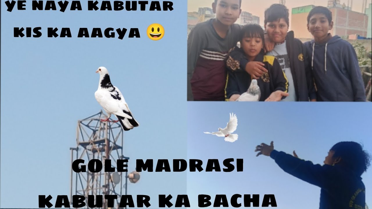 🕊️Gole madrasi ka bacha 🫨💭//टावर पर नया कबूतर किस का आ गया 😃🕊️