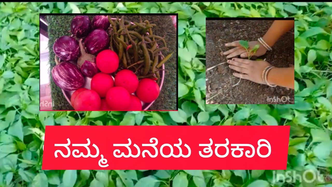 50 ರೂಪಾಯಿಯಲ್ಲಿ  ಮನೆಯಲ್ಲೇ ತರಕಾರಿ ಬೆಳೆಯಿರಿ #farming