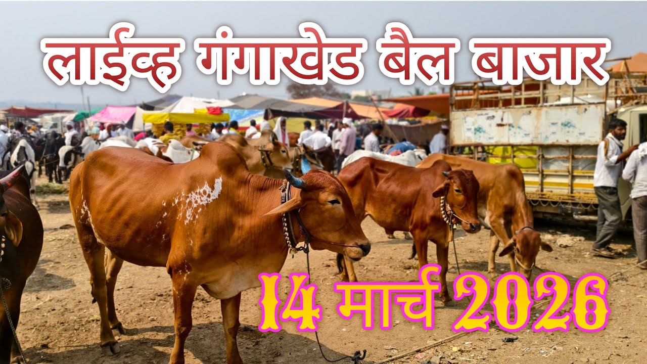 गंगाखेड चा लाईव्ह बैल बाजार..14 मार्च 2026 वार शनिवार.. #youtube #parbhani #gangakhed #viral #vlog 