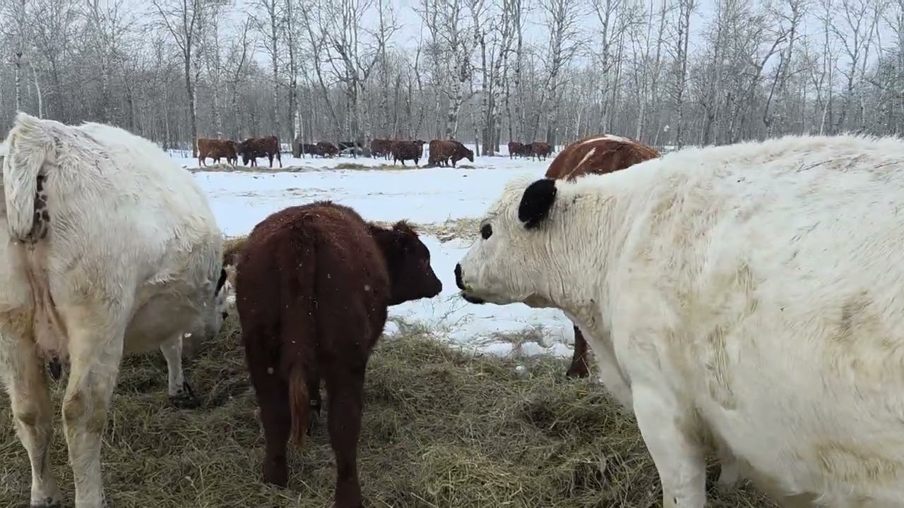 Here comes the freeze!