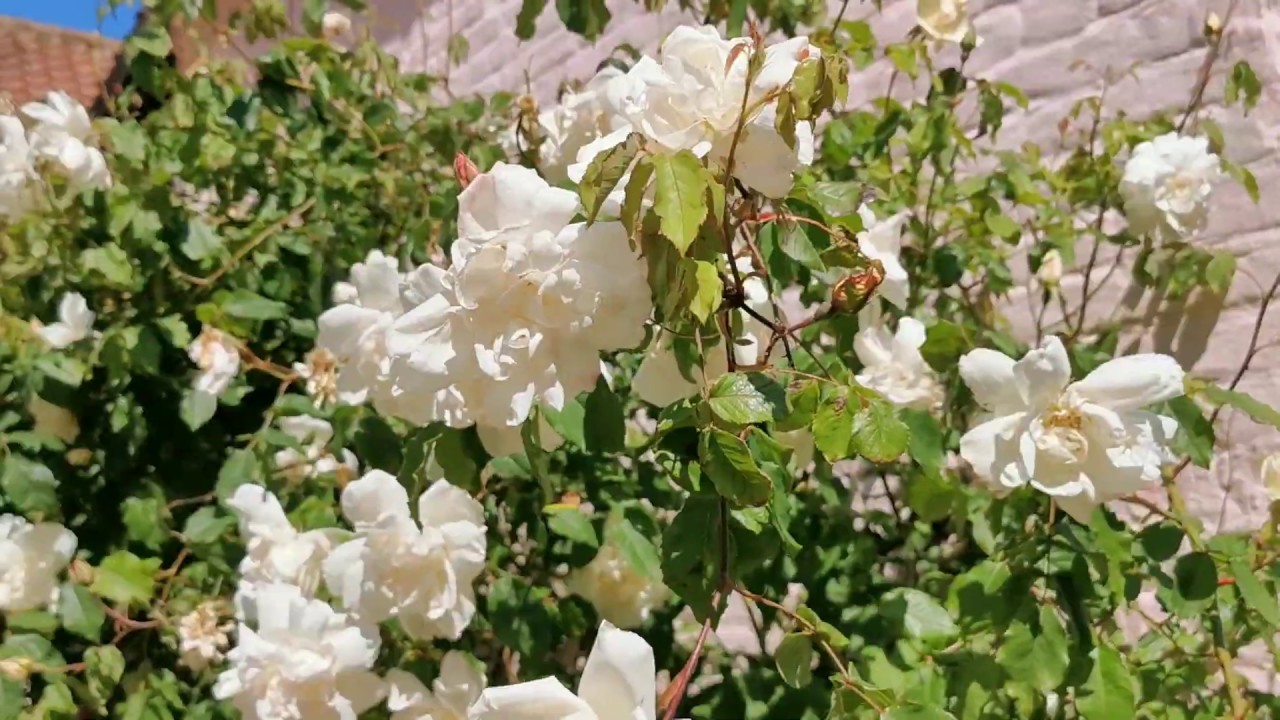 English Rose Garden Tour Madame Alfred Carriere