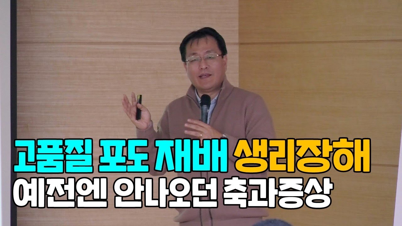 고품질 포도 재배 생리장해 축과증상, 일소증상