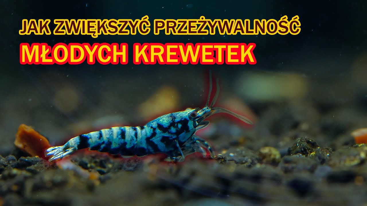 Jak zwiększyć przeżywalność młodych KREWETEK w Wakacje?