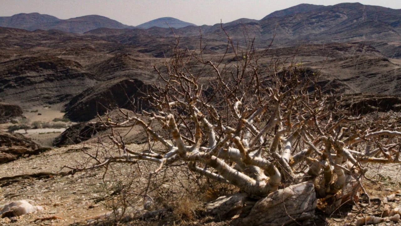 Myrrh and Its Significance in the Bible