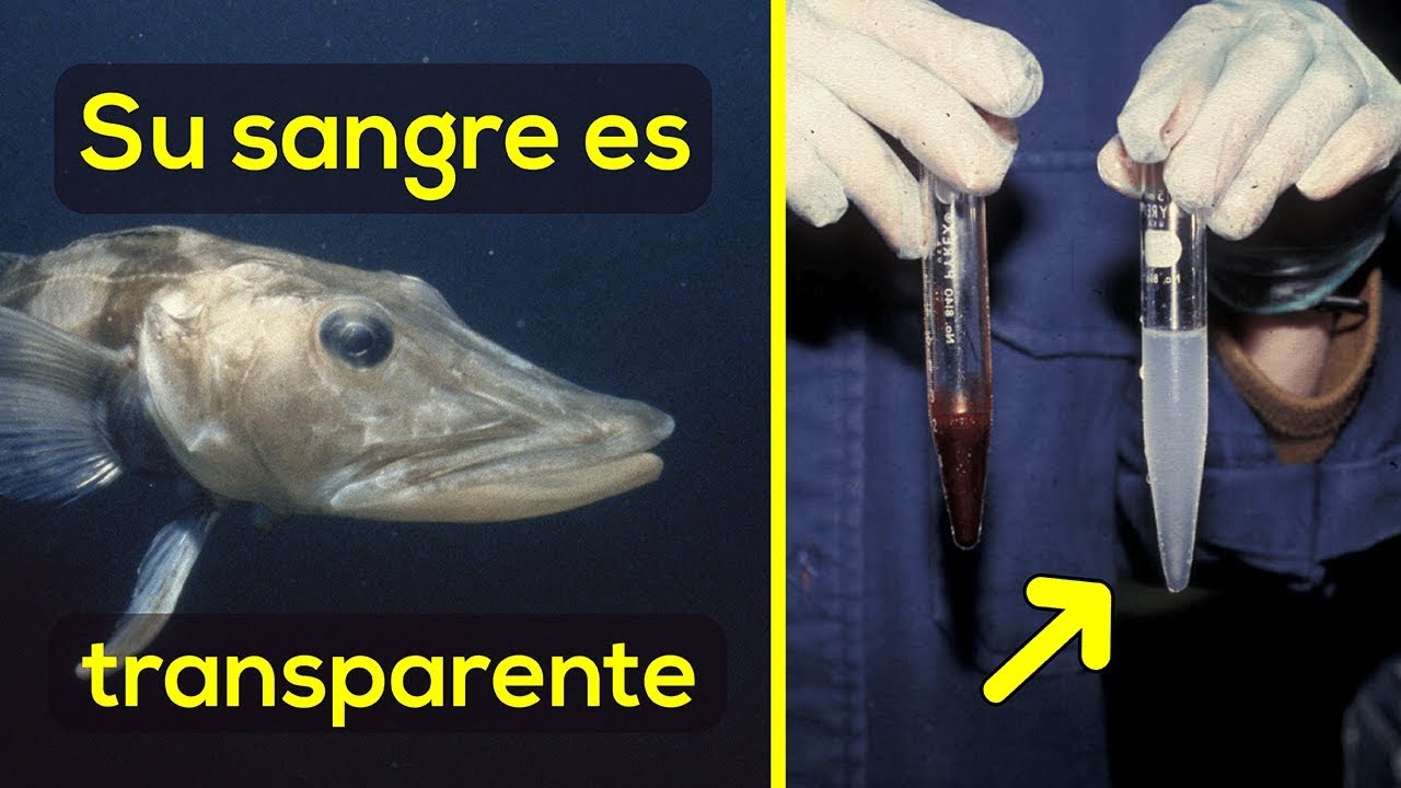 15 Asombrosos datos de animales