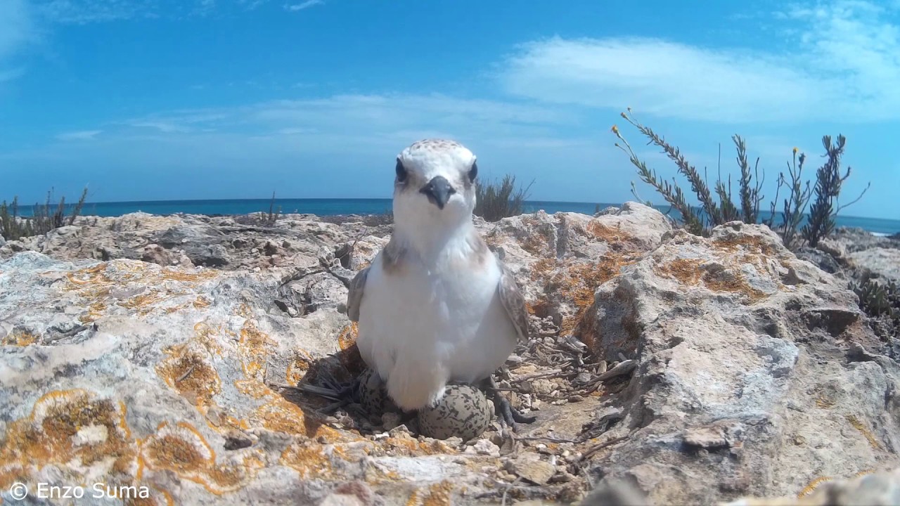 Schiusa di un uovo di fratino lungo la costa di Ostuni