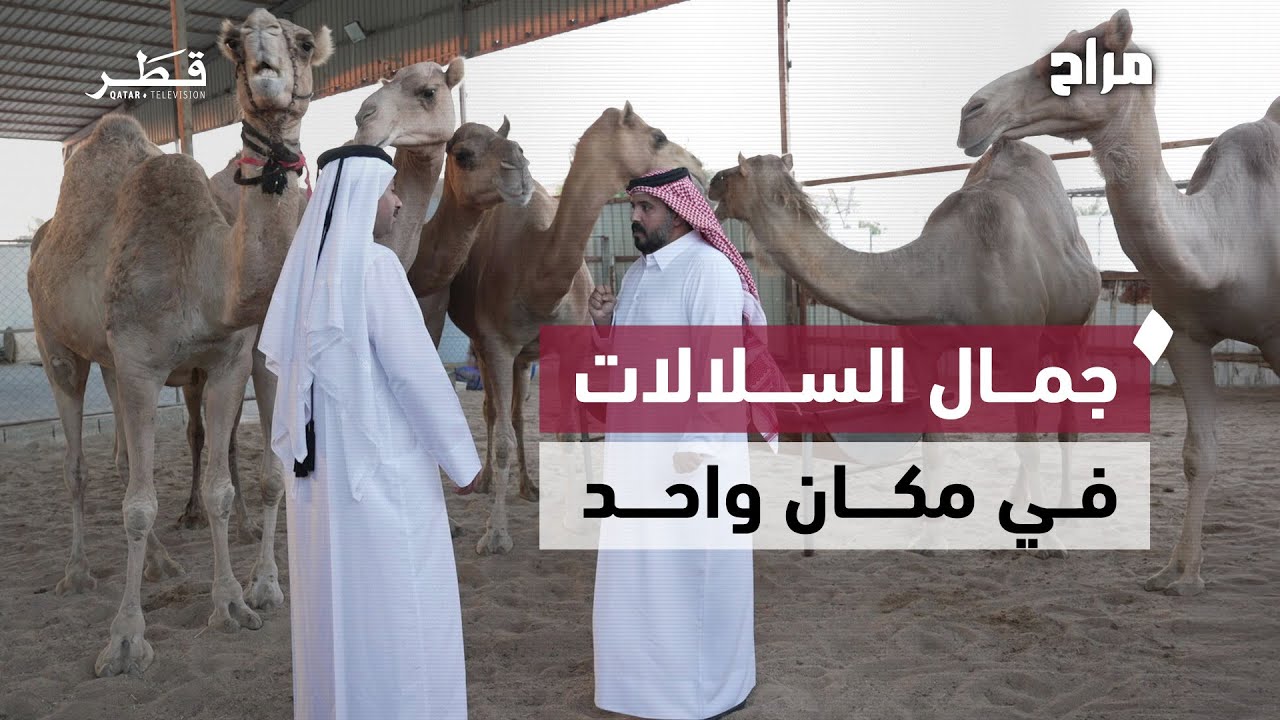 كيف تُدار العزب وطرق الحفاظ على السلالات النادرة؟ | برنامج مراح