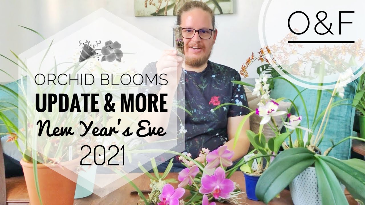 Orchid blooms and more | closing the 2021 chapter