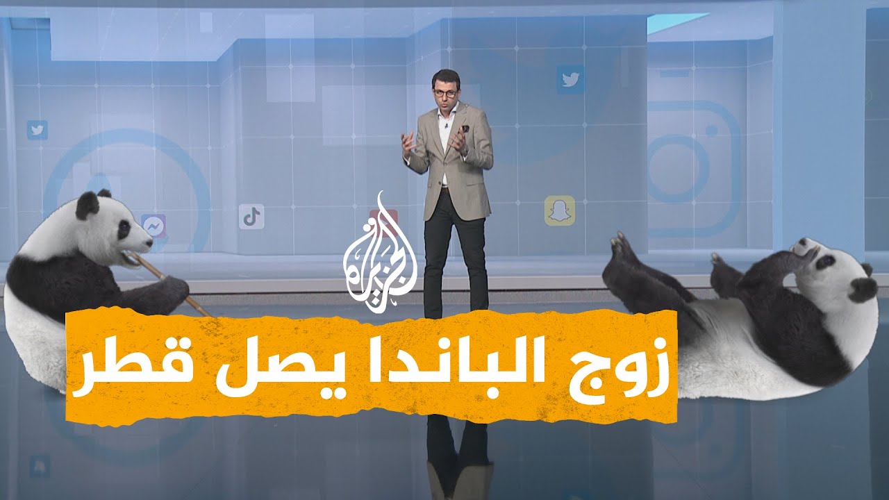 شبكات - قطر تحتفي بوصول زوج الباندا سهيل وثريا من الصين