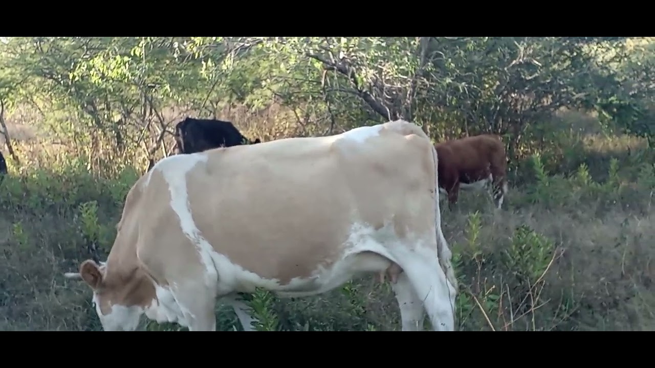 saludos amigos ganaderos !!🤠🐂