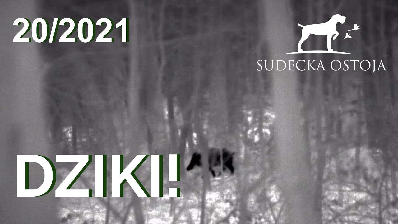 Sudecka Ostoja 20/2021. Polowanie na dziki. Termowizor Hikvision Lynx LH 25.